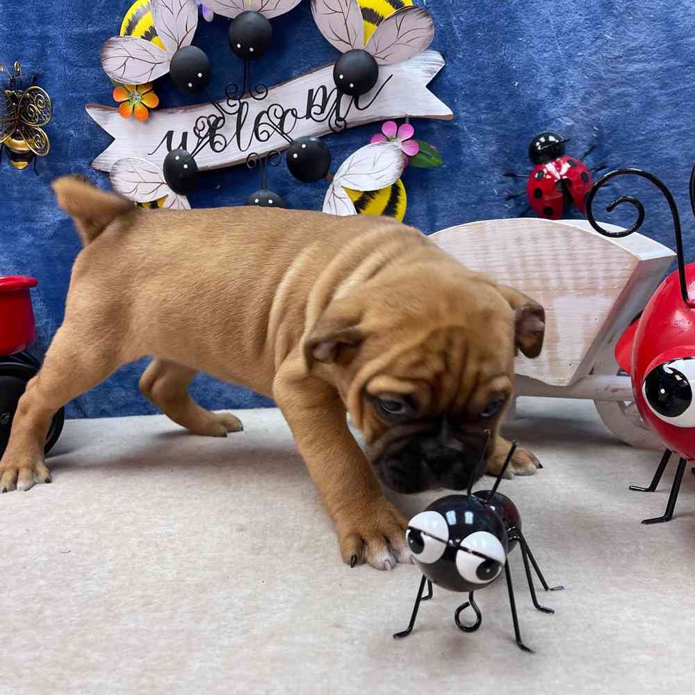 carousel pet images