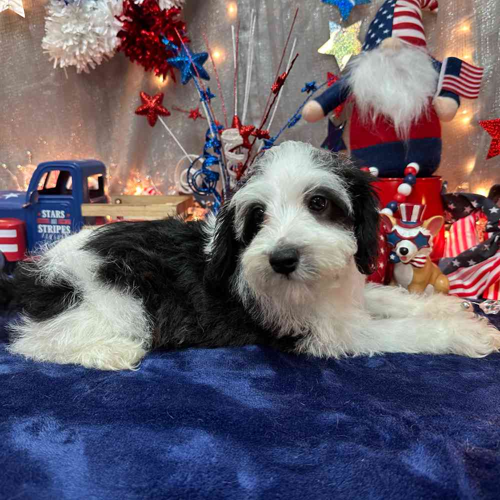 carousel pet images