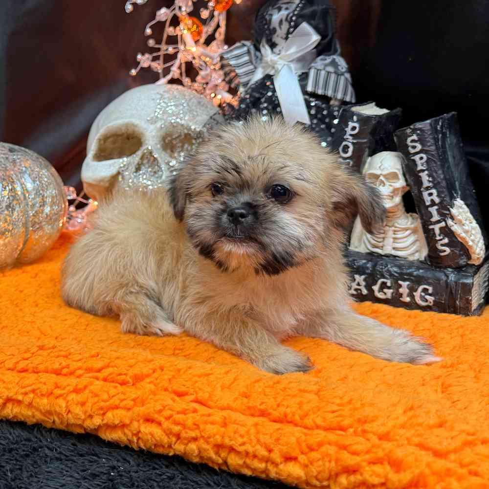 carousel pet images