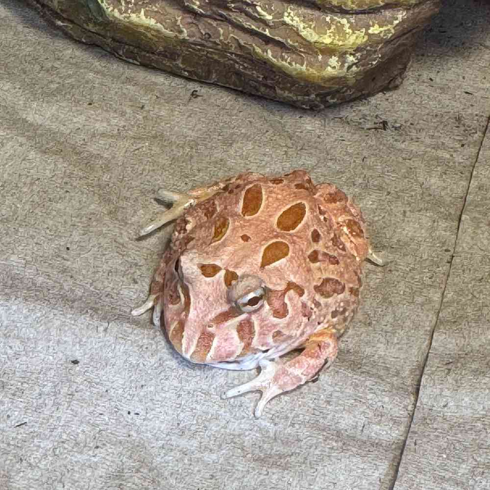 Amphibian
