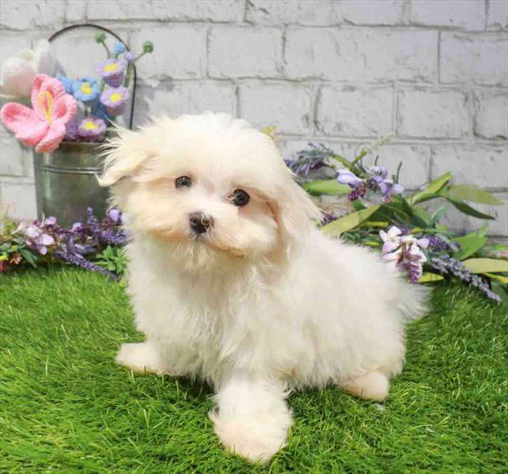 carousel pet images