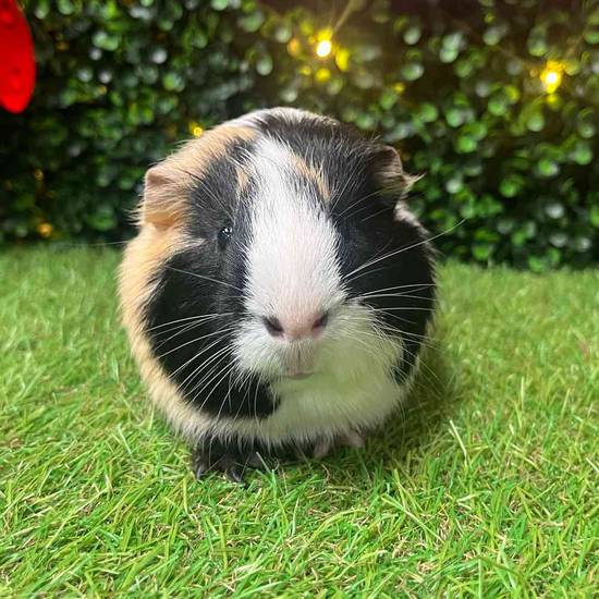 Adoption Guinea Pig