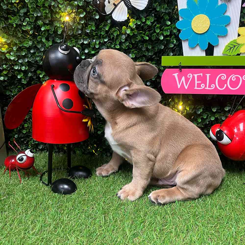 carousel pet images