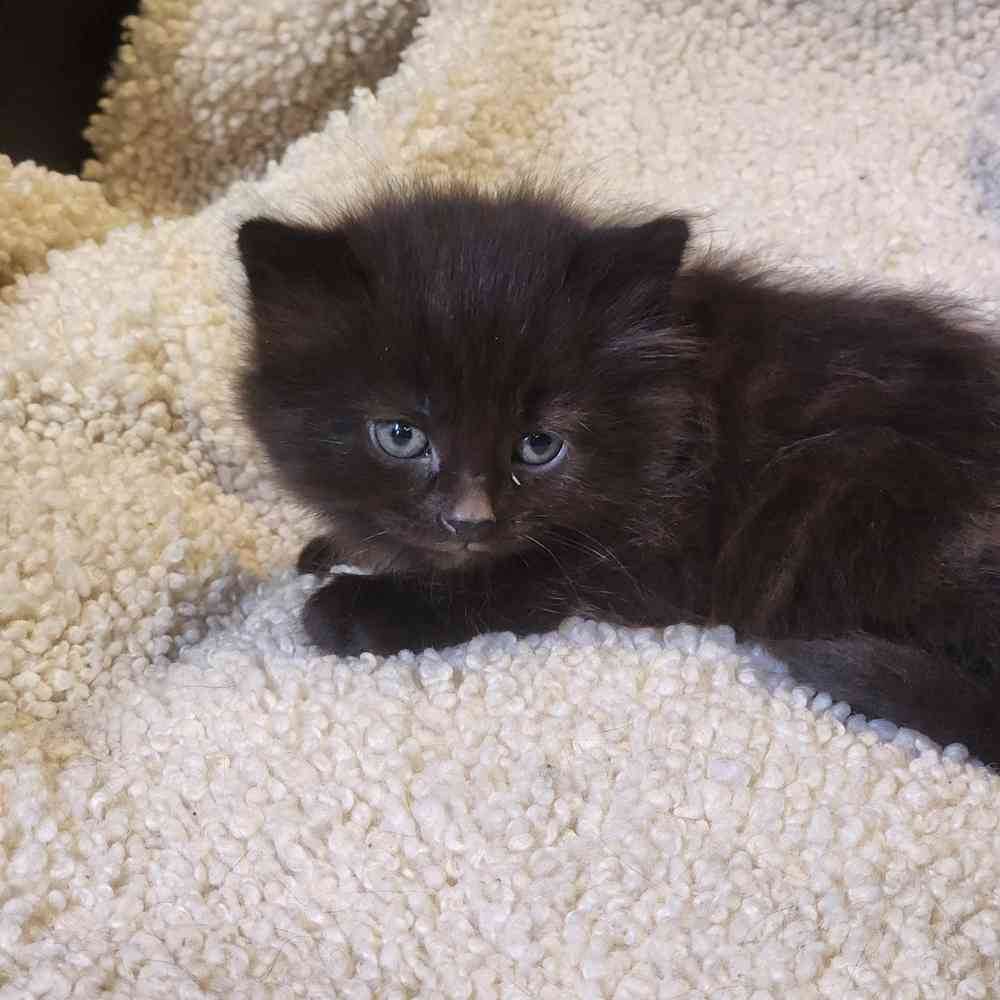 Image of a pet breed in the gallery