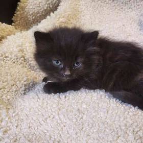 Domestic Kitten