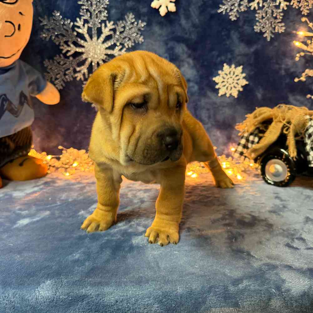 carousel pet images