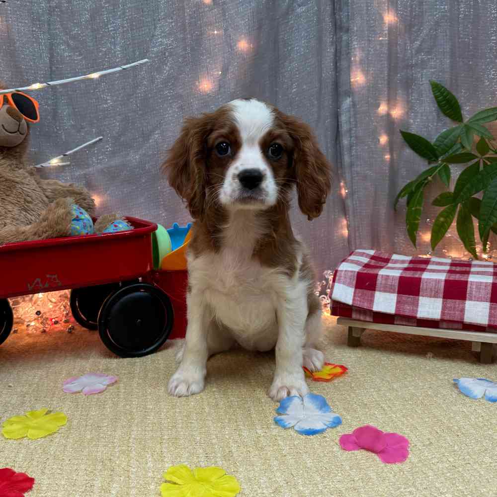 carousel pet images