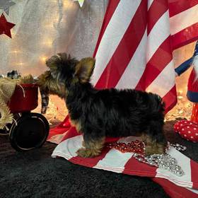 Yorkshire Terrier