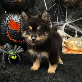 Pomeranian