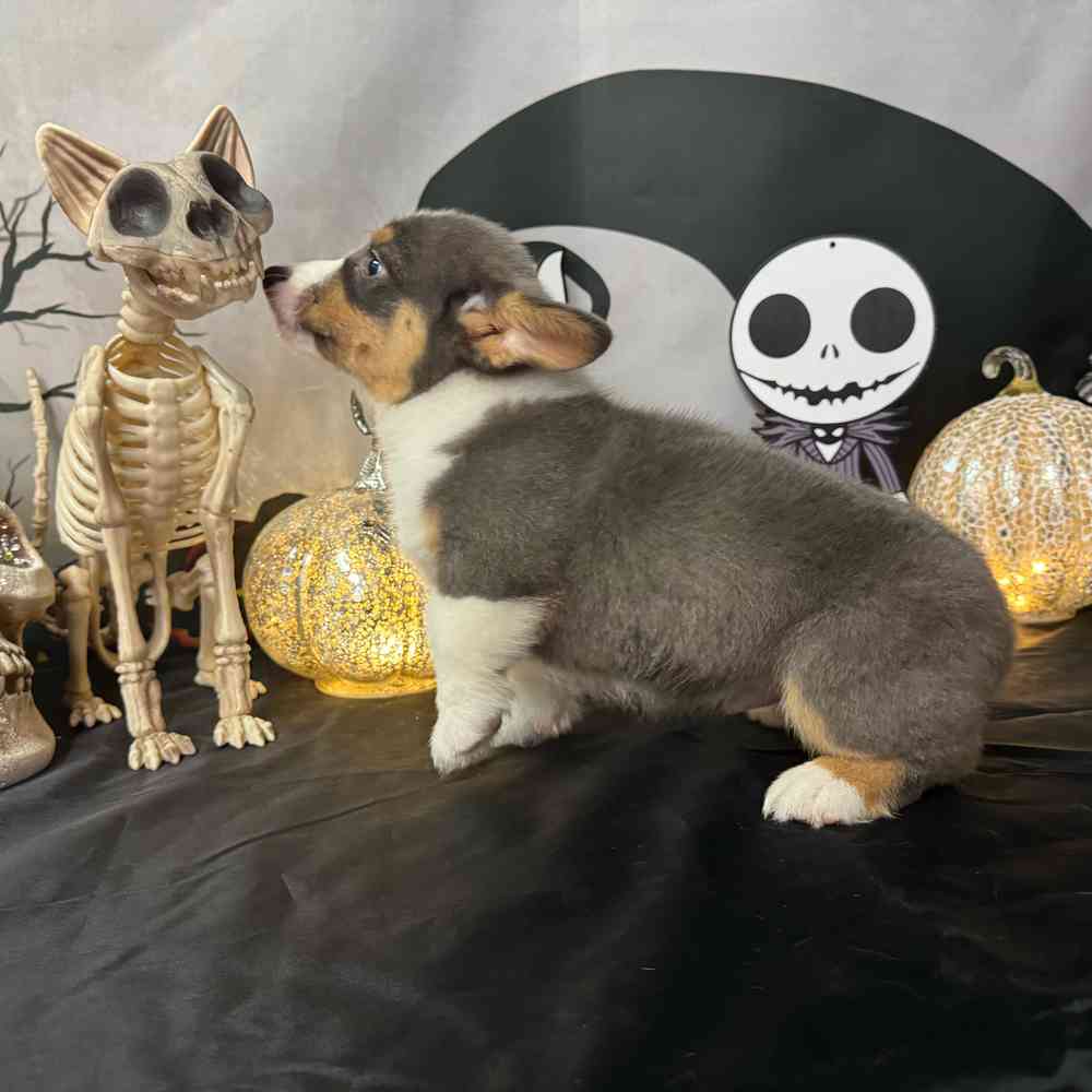 carousel pet images