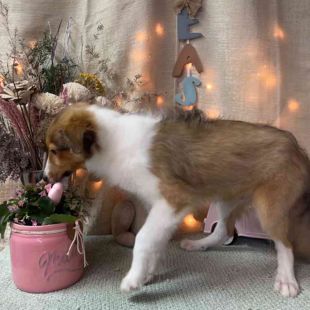 carousel pet images