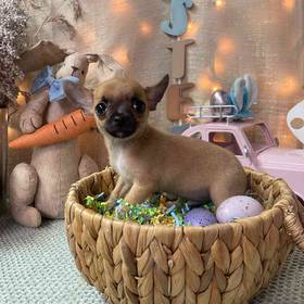 Chihuahua