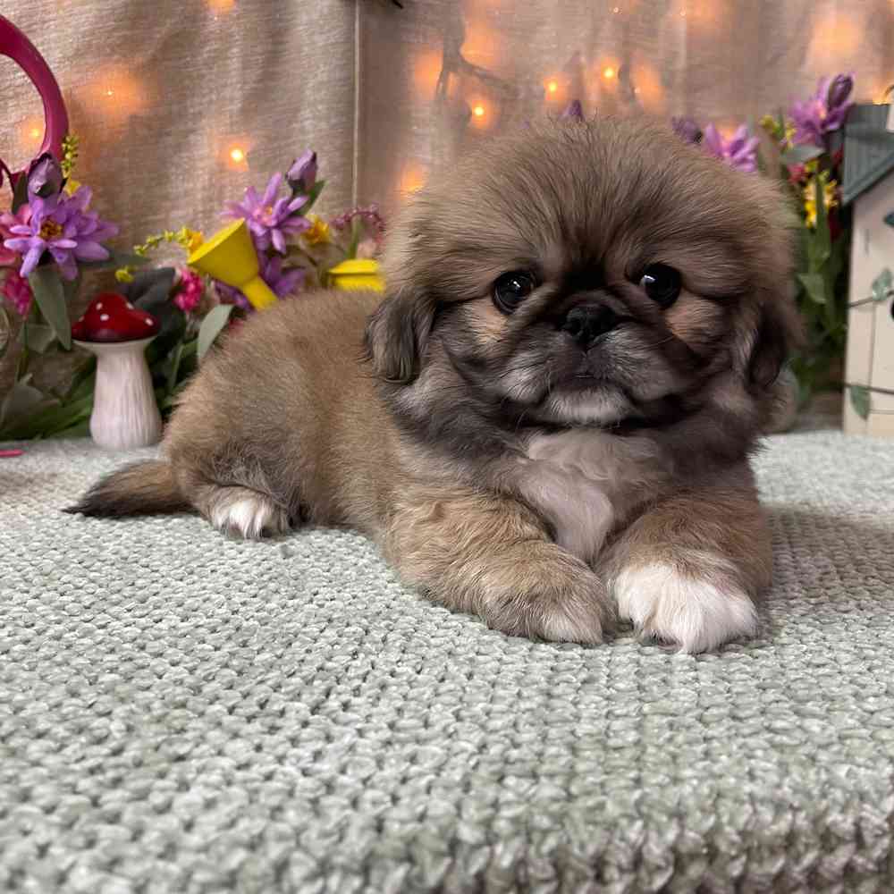 carousel pet images