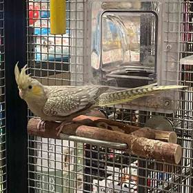 Cockatiel