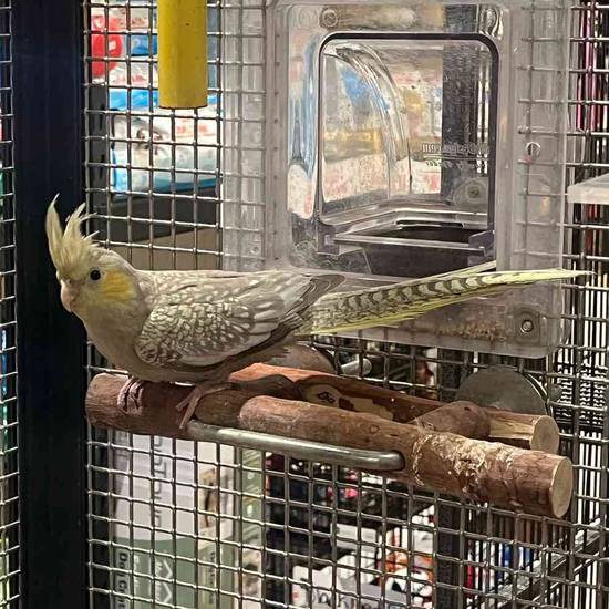 Cockatiel