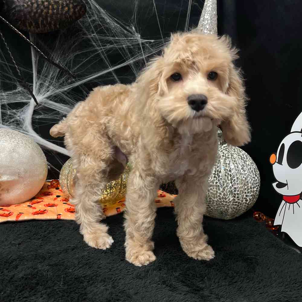 carousel pet images