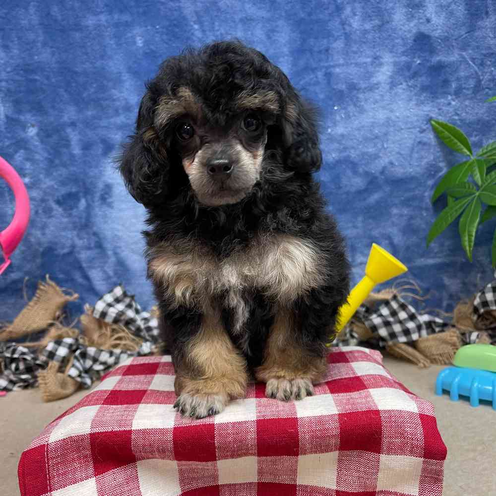 carousel pet images