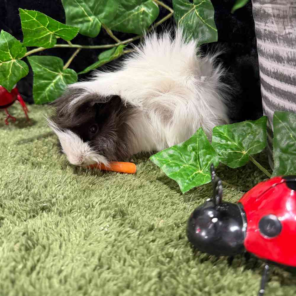 carousel pet images