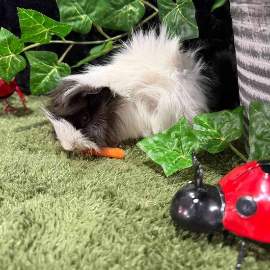 Peruvian Guinea Pig