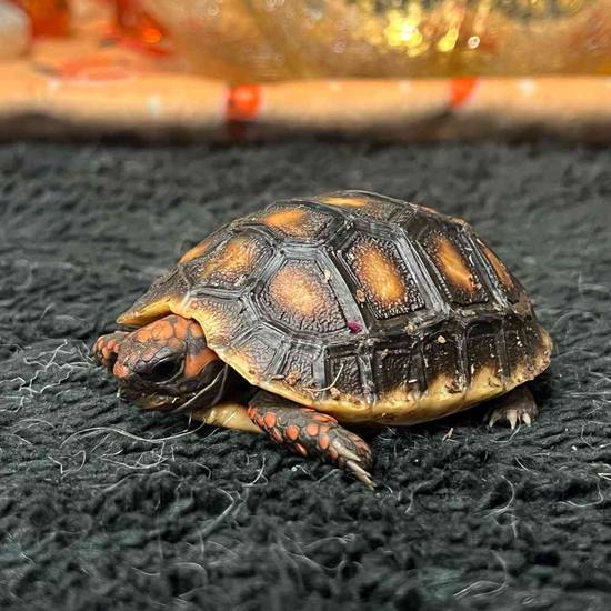 Red Foot Tortoise