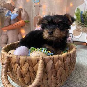 Silky Terrier