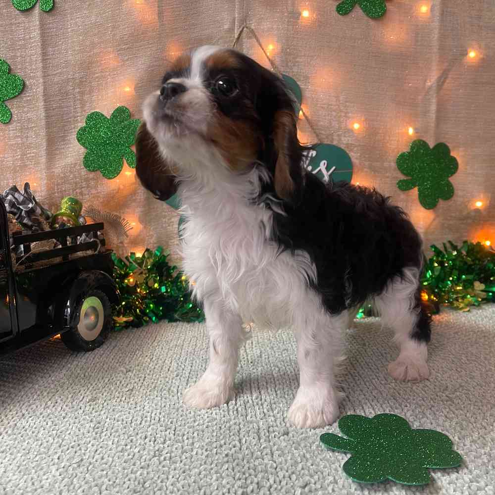 carousel pet images