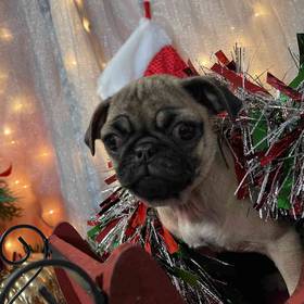 Pug
