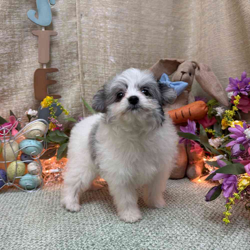 carousel pet images