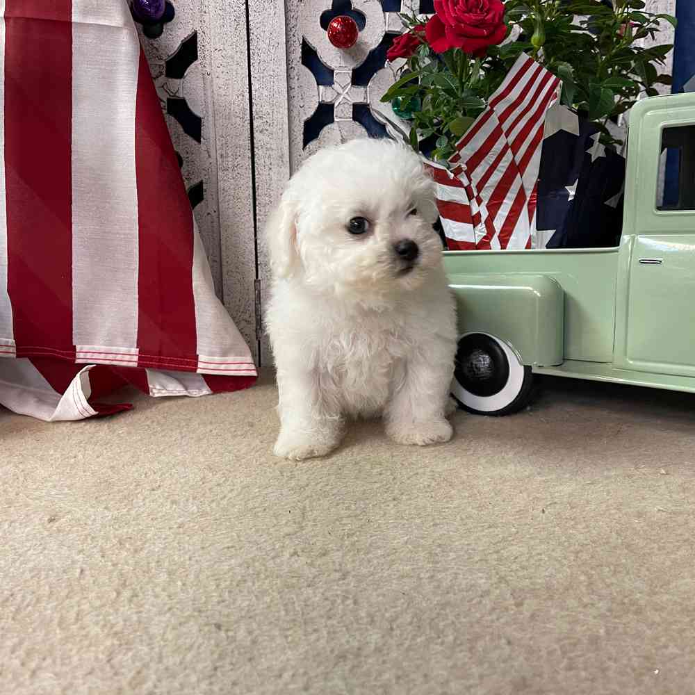 carousel pet images