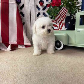 Bichon