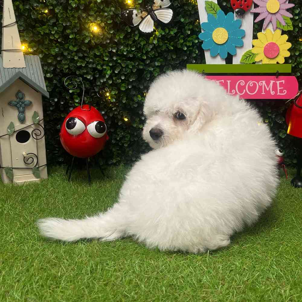 carousel pet images