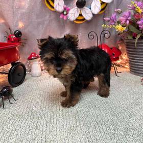 Yorkshire Terrier