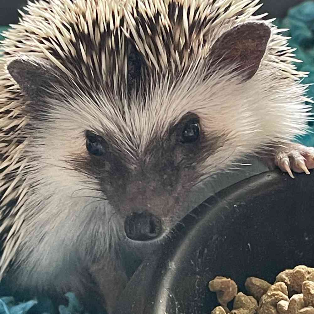 carousel pet images