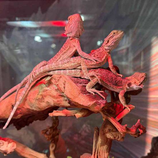Bearded Dragon