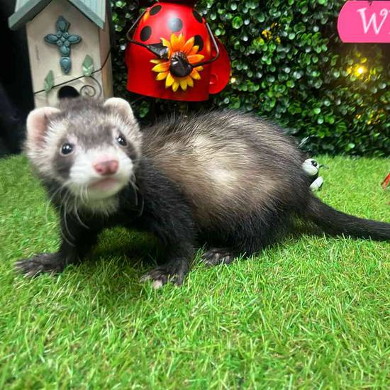 Ferret