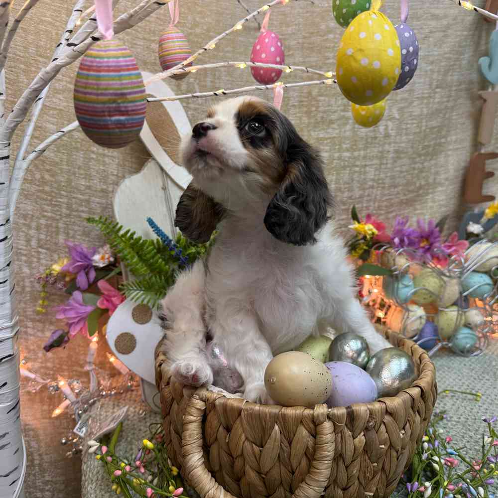 carousel pet images