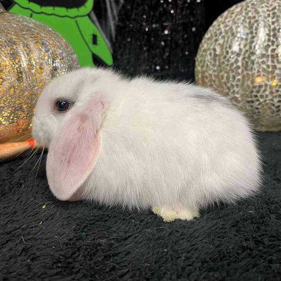 Holland Lop