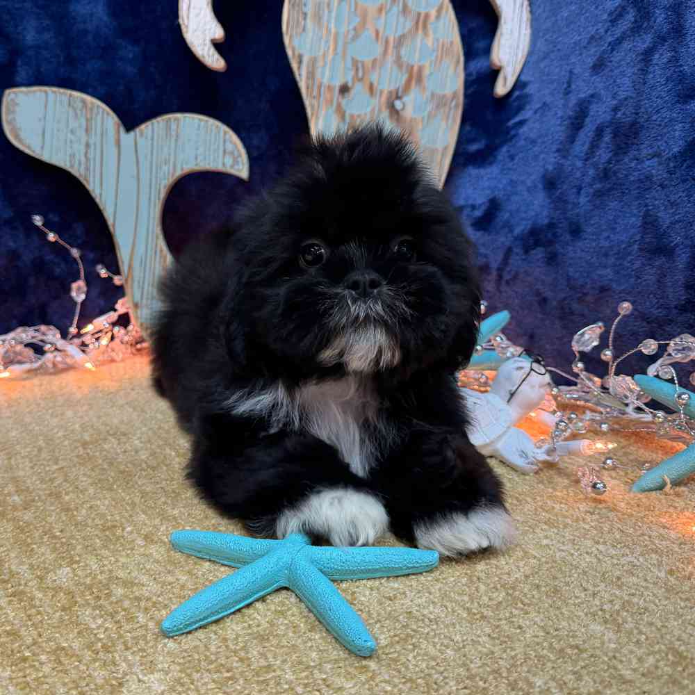 carousel pet images