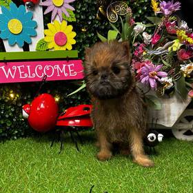 Brussels Griffon
