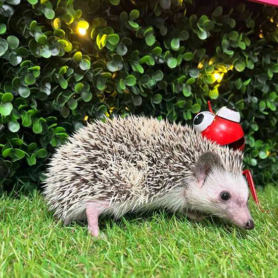 Hedgehog