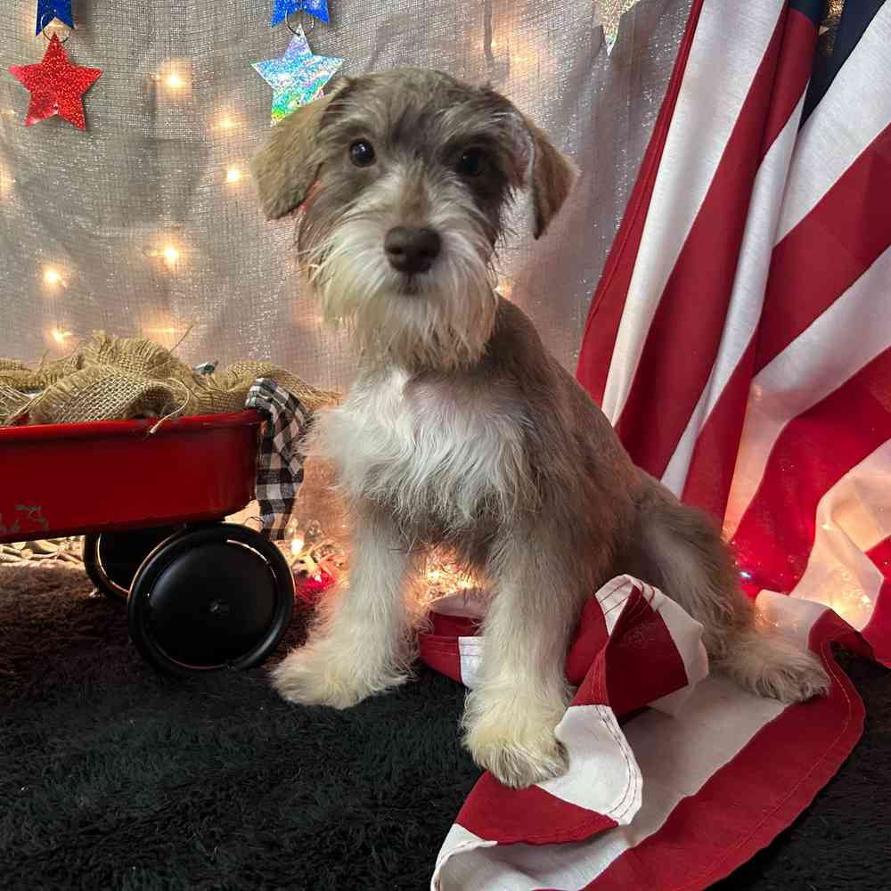 carousel pet images