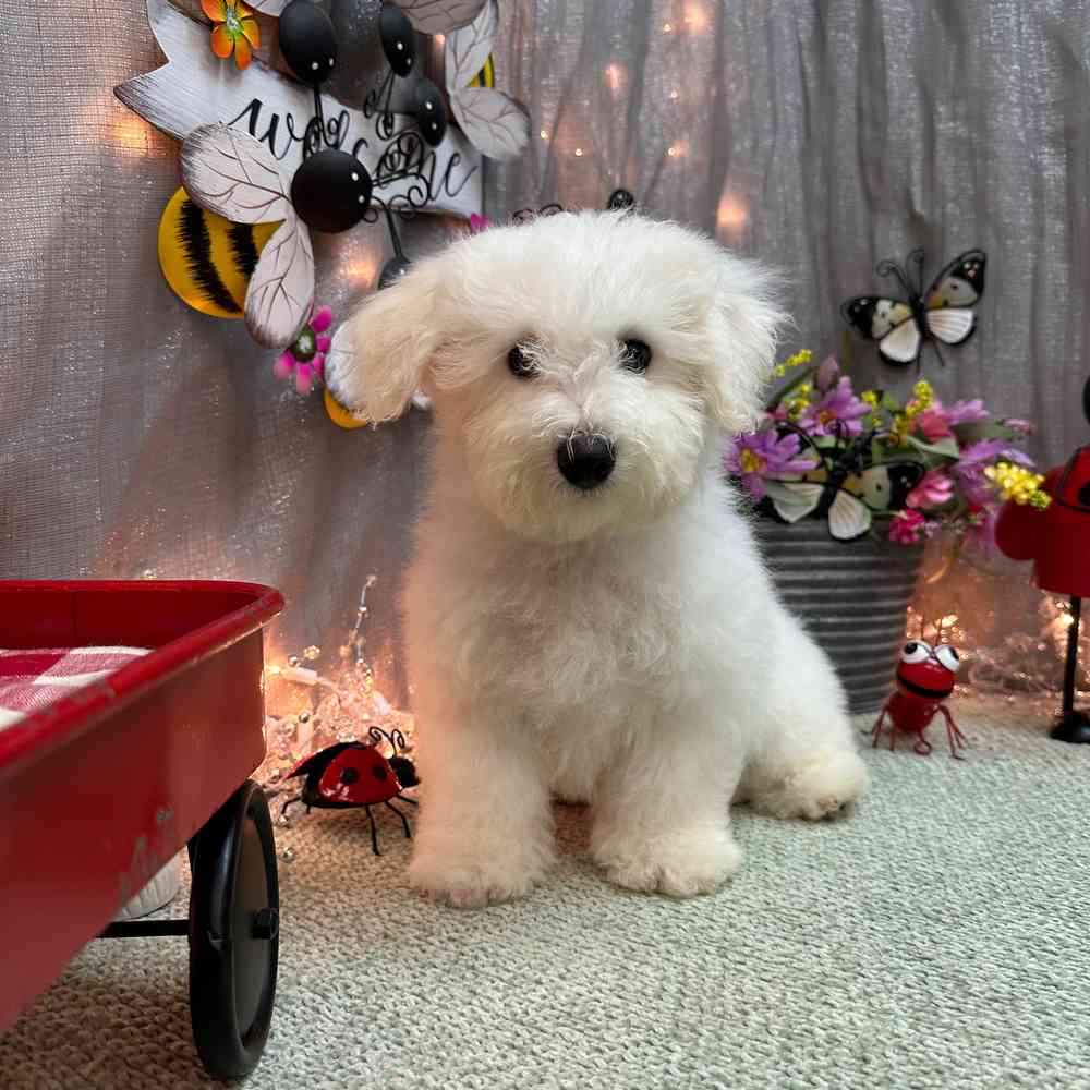 carousel pet images