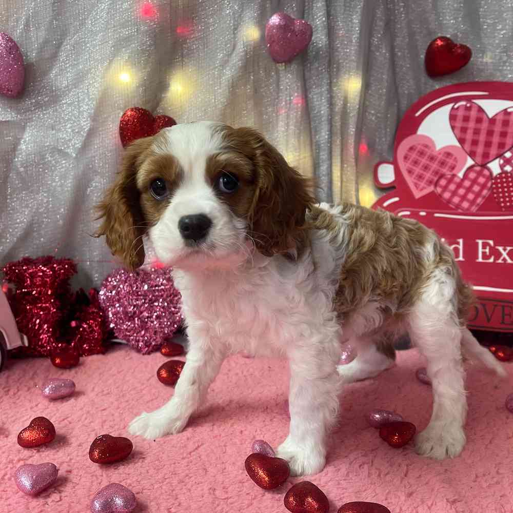 carousel pet images