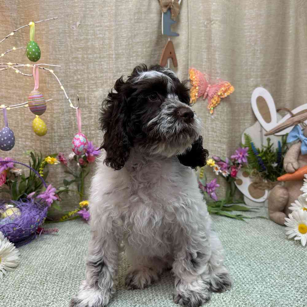 carousel pet images