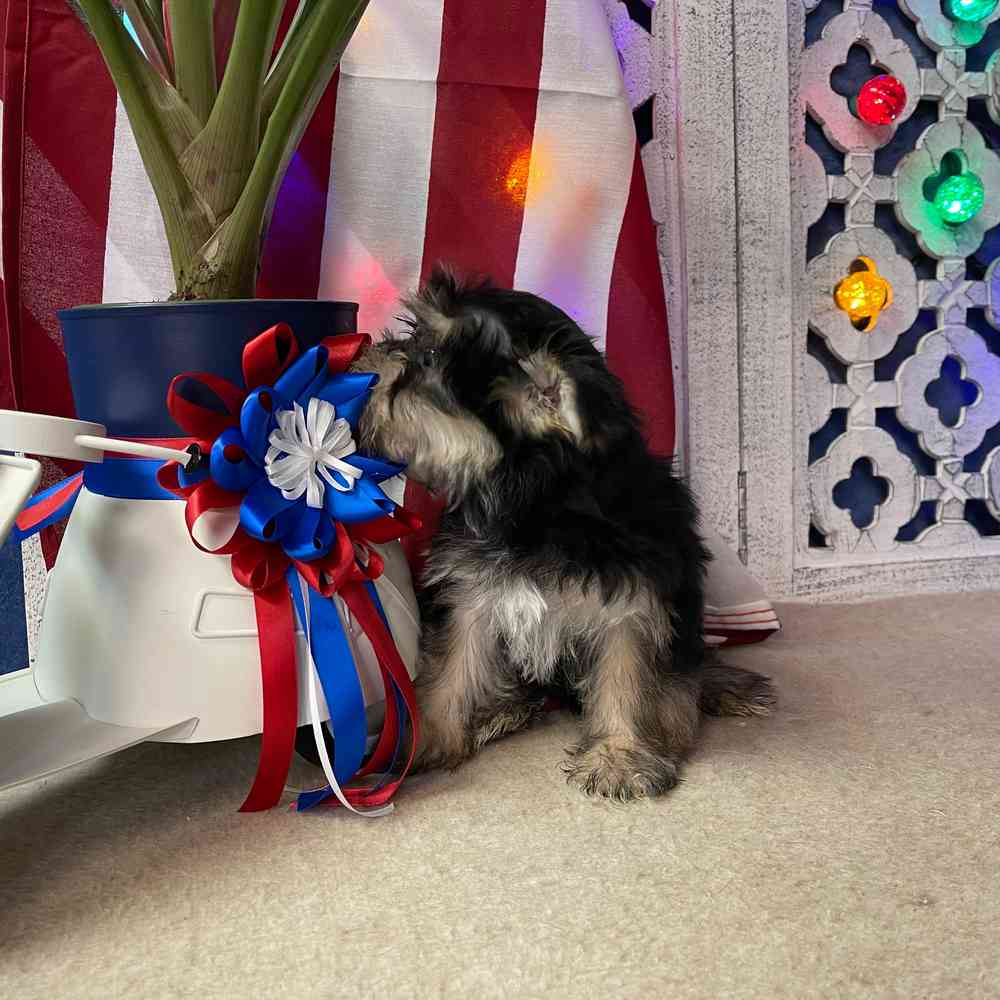 carousel pet images