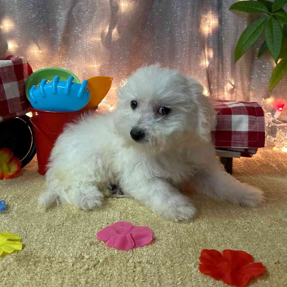 carousel pet images