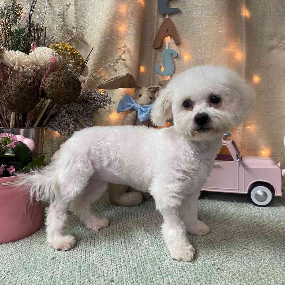 carousel pet images