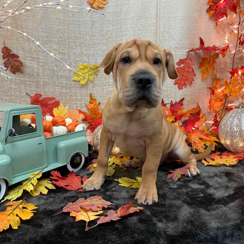 carousel pet images