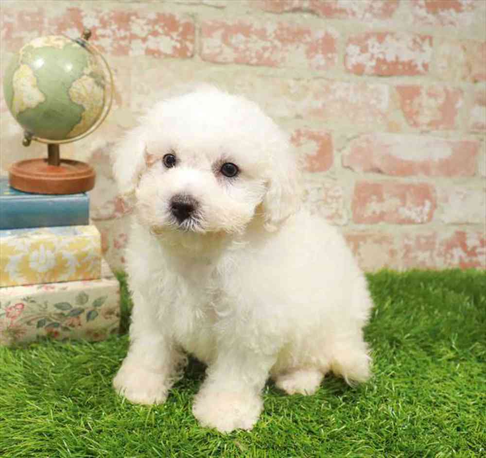 carousel pet images