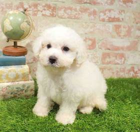 Bichon